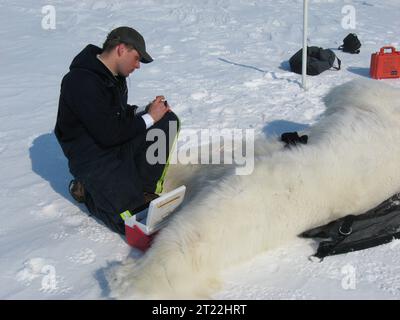 A United States Fish & Wildlife Service polar bear biologist labels blood samples taken from a bear being examined. Subjects: Mammals; Management; Wildlife management; Snow. Location: Alaska. Stock Photo