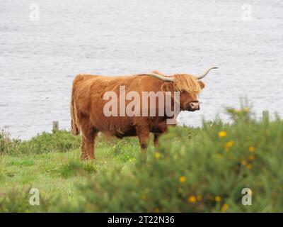 A Highland cattle with brown shaggy coat and big horns is standing on a green pasture Stock Photo