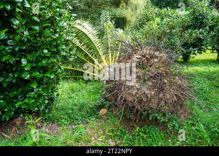 A fallen large palm tree after a tropical typhoon and a strong storm during the rainy season. Damaged torn roots close up Stock Photo