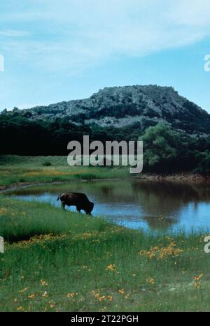 A buffalo stands in a wetland area, surrounded by shallow water and vegetation, highlighting the species’ adaptation to diverse habitats. Stock Photo