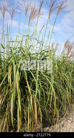 A clump of giant miscanthus grass with flowers against the sky in autumn Stock Photo