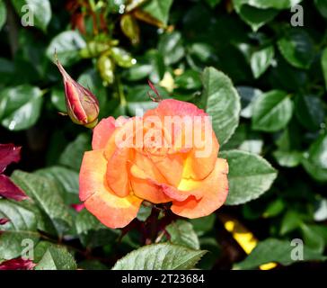 A closeup shot of a blooming bright orange 'Chris Evert' hybrid tea rose Stock Photo