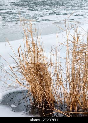 Thickets of dry coastal reeds in a frozen river. Calm winter landscape. Copy space. Selective focus. Stock Photo