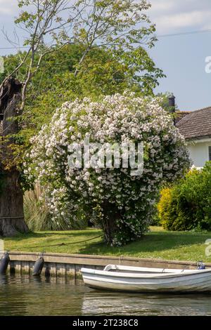 14 June 23 A beautiful white flowering shrub in a garden on the bank of the Thames at Henley-on-Thames in Oxfordshire, the site of the Royal Regatta, Stock Photo