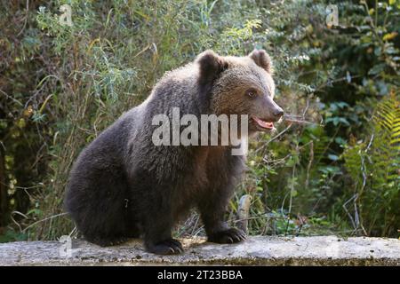 Eurasian Brown 'Beggar' Bear (Ursus arctos arctos), Transfăgărăşan Highway, Făgărăş Mountains, Southern Carpathians, Transylvania, Romania, Europe Stock Photo