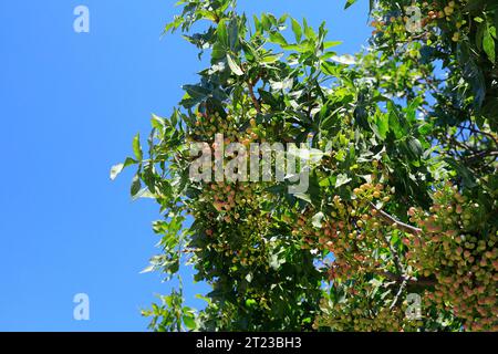 Pistachio nuts ripening on the tree against blue sky, Greece 2023 Stock Photo