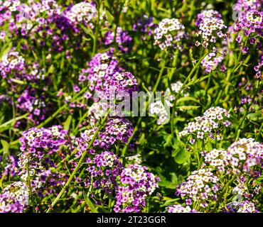 Purple and white flowers of Lobularia maritima. Alyssum maritimum, sweet alyssum or sweet Alison. Stock Photo