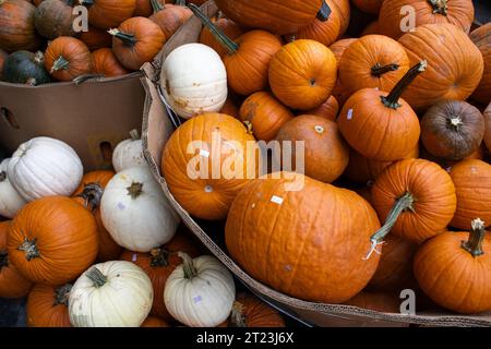 A festive autumnal scene featuring a selection of orange pumpkins in different sizes and shapes placed atop rustic wooden boxes Stock Photo