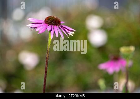 Withered purple coneflower during early fall in Sweden Stock Photo