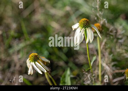 Withered pale coneflower during early fall in Sweden Stock Photo