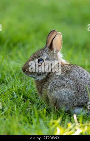 Dappeled Rabbit Dappled bunny in the grass Stock Photo - Alamy