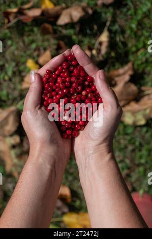 Woman holding red berries of vaccinium vitis idaea in her hands. Fruits of the lingonberry, partridgeberry, mountain cranberry or cowberry. Stock Photo