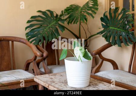 Monstera borsigiana variegated plant in a pot on a table Stock Photo