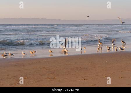 Pink sunset over the ocean, and birds on the beach. Clear sky on background, copy space for the text Stock Photo
