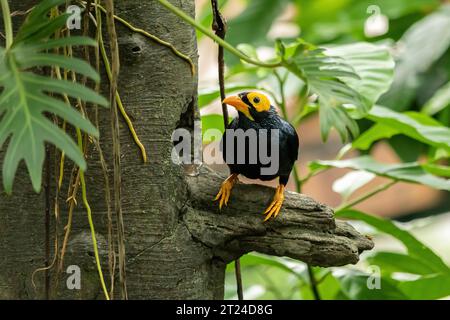 Yellow-faced Myrna (Mino dumontii) in Hong Kong, perched on tree limb, facing camera. Stock Photo