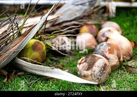 Some Old Coconuts Are Placed On The Green Grass, Backgrounds for advertisements and wallpapers in nature and environment scenes. Actual images in deco Stock Photo