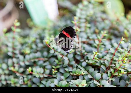 Heliconius erato cyrbia butterfly. It is also commonly known as the small postman, the red passion flower butterfly, or the crimson-patched longwing.. Stock Photo