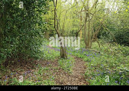 Woodland footpath on the North Downs at Gorsehill Woods, River Minnis, Dover, Kent, England, United Kingdom Stock Photo