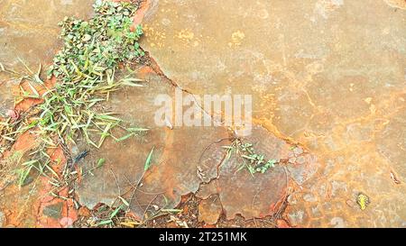 The background is a damaged cement floor filled with dirt, rubbish and weeds. Damaged and leaking floors must be repaired Stock Photo