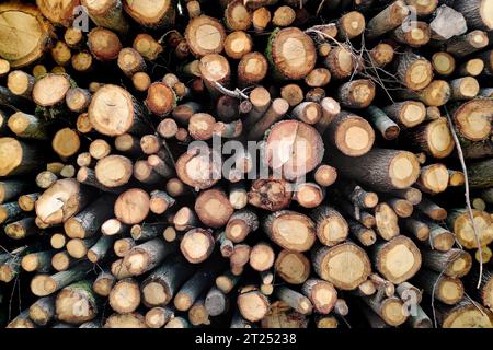 Close-up on a stack of firewood in the forest. Stock Photo