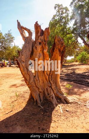 Tree trunk from a dead tree in Tsavo East National Park, Kenya Stock Photo