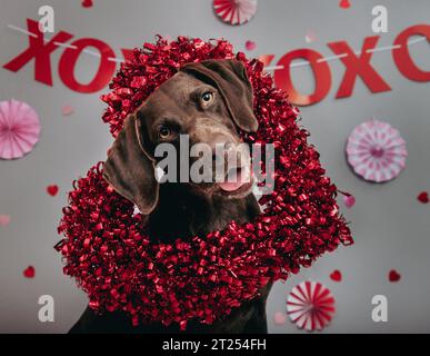 Portrait for German Shorthaired Pointer wearing a heart shaped wreath Stock Photo