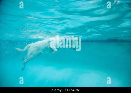 Underwater view of an English Labrador retriever swimming underwater in a swimming pool with a tennis ball Stock Photo