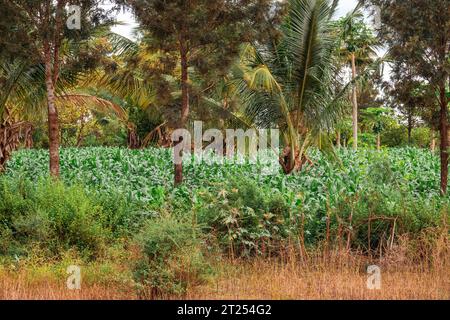 A small scale Maize plantations farm in Mwatate Town in rural Kenya Stock Photo