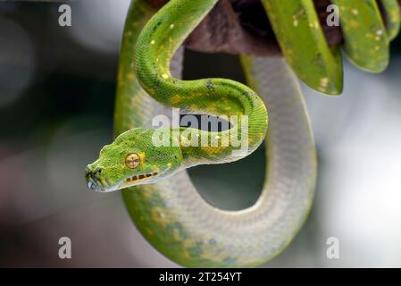 Close-up of a Green tree python coiled on a branch, Indonesia Stock Photo