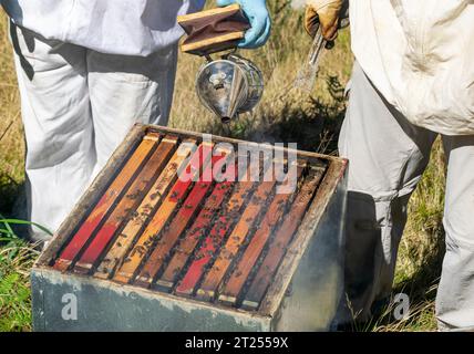 A beekeeper blowing smoke into a hive before another beekeeper extracts the honeycombs Stock Photo