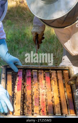 Upper detail of two beekeepers accessing a hive to extract honeycombs Stock Photo