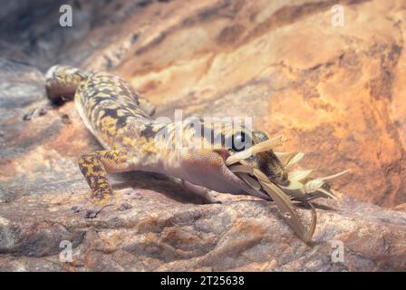 Wild inland marbled velvet gecko (Oedura cincta) eating a mantis insect on a rock face at night, Australia Stock Photo