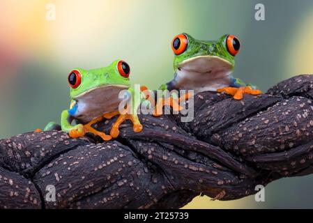 Two Red-eyed tree frogs on a tree branch, Indonesia Stock Photo
