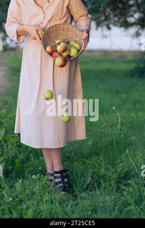 Beautiful young girl scatters apples and they fall from the basket onto the grass. Young woman in beautiful dress posing in apple orchard with falling Stock Photo