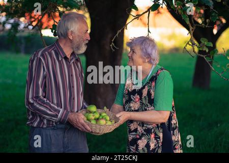 A couple of elderly people cheerfully picking apples in a shady orchard in early autumn. Healthy and well-behaved seniors enjoy life. Stock Photo