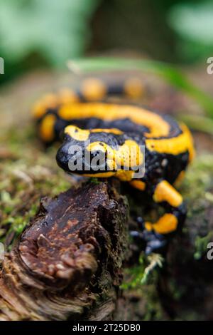 Nuremberg, Germany. 19th Sep, 2023. A fire salamander sits in its ...