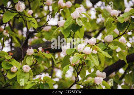 apple blossom closeup. spring nature background. tender flowers in morning light Stock Photo