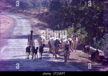 Village Scene Gujrat, India. Stock Photo