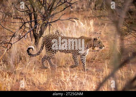 African leopard (Panthera pardus pardus نمر إفريقي ) wearing radio tracking collar, stalking prey in the savanna Photographed in Namibia Stock Photo