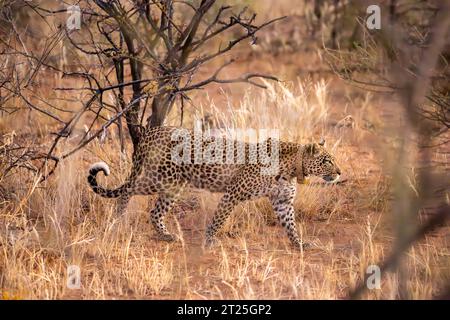 African leopard (Panthera pardus pardus نمر إفريقي ) wearing radio tracking collar, stalking prey in the savanna Photographed in Namibia Stock Photo