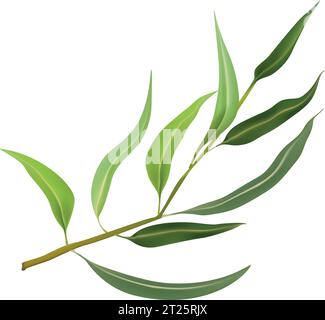 Vector illustration twig of eucalyptus leaves isolated. Branch of natural eucalyptus leaves on white background. Botanical plant. Aromatic herb Stock Vector