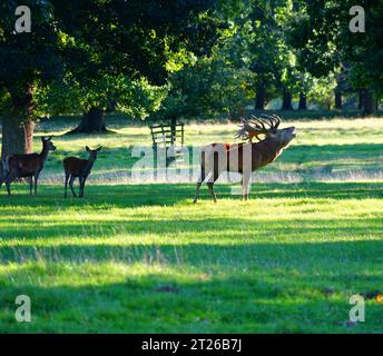 Roaring red deer stag during the rutting season at Woburn Stock Photo