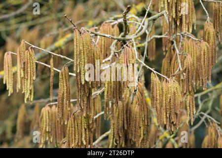 Corylus colurna, Turkish Hazel, Turkish filbert, long yellow catkins in late winter/early spring Stock Photo