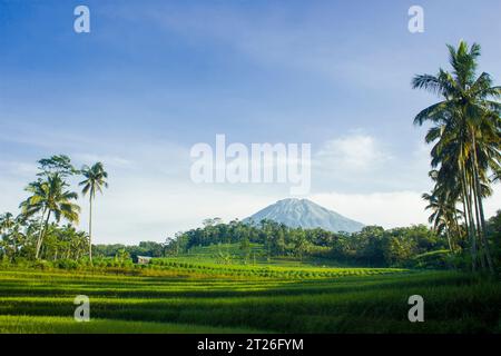 Photo of a view of green rice fields with the majestic Sumbing Mountain, Magelang Stock Photo