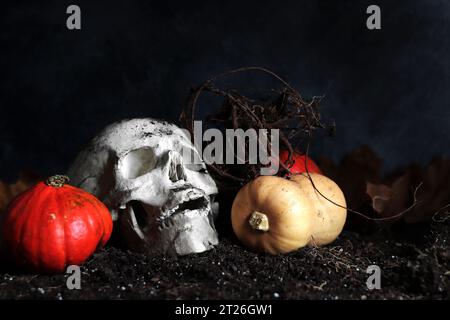 Skull and pumpkins on the ground. Halloween holiday event concept. Plaster skull on the ground, composition for Halloween. Human skull, horror Stock Photo