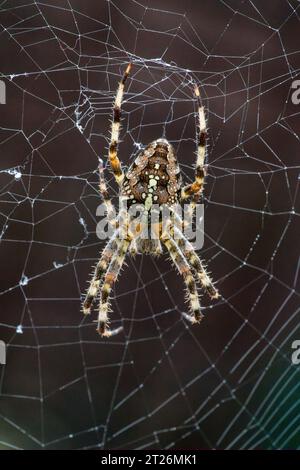 On a brown background, a garden spider Araneus diadematus is captured in a vertical macro shot on its web. Stock Photo