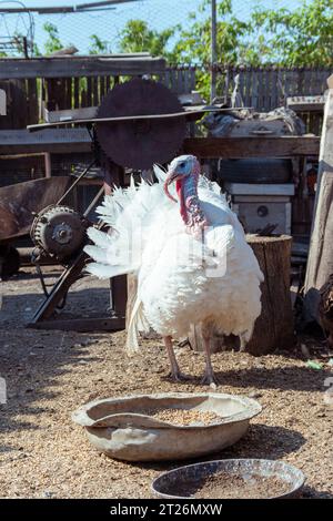 A white turkey bird in the backyard of farm. A beautiful important bird is turkey. Turkey farming. Natural healthy poultry meat for cooking festive di Stock Photo