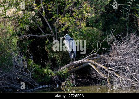 Grey Heron perched on a branch near a pond in Camargue, South of France Stock Photo