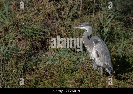 Portrait of a Graceful Grey Heron in Camargue with lush vegetation, South of France Stock Photo