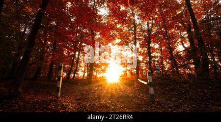 Whispers of Daybreak: Autumn's Misty Sunrise Delight Stock Photo